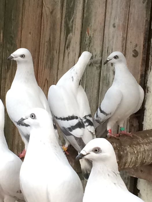 Sprzedam gołębie żałobne łomżyńskie obrączkowane
