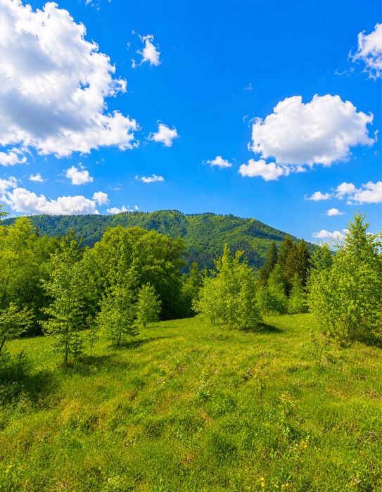 Земельна ділянка Славсько 37.5 соток