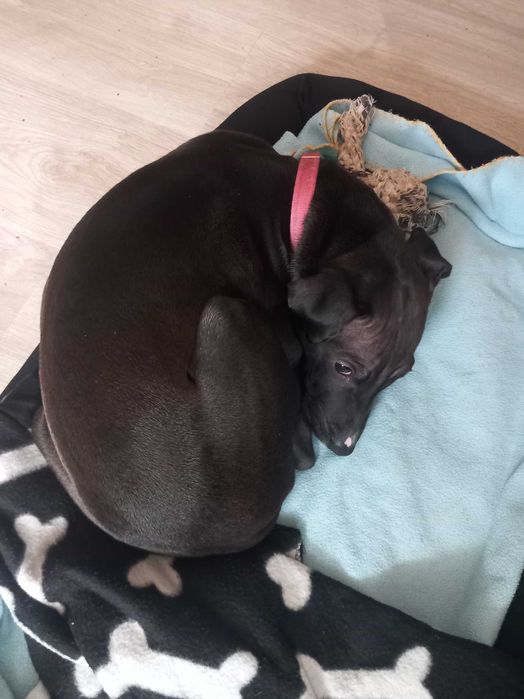 Cadela xPitbull para adoção