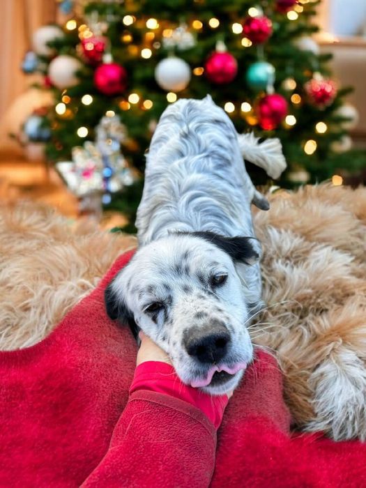 Bobby czeka właśnie na Ciebie!