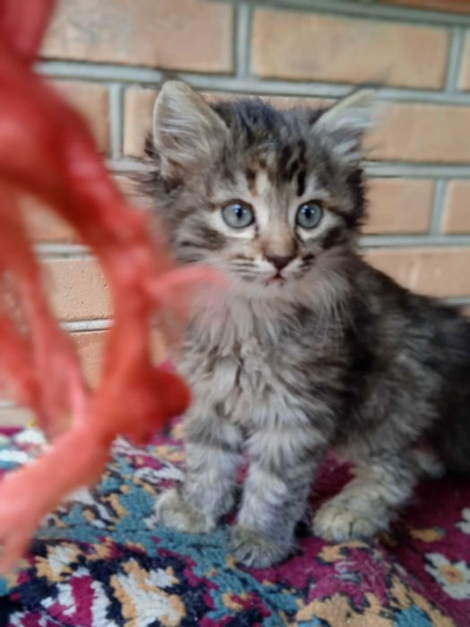 Кошенята в добрі руки!