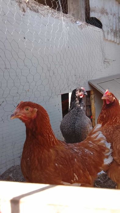 Ovos de galinha e codorniz caseiros e frescos!