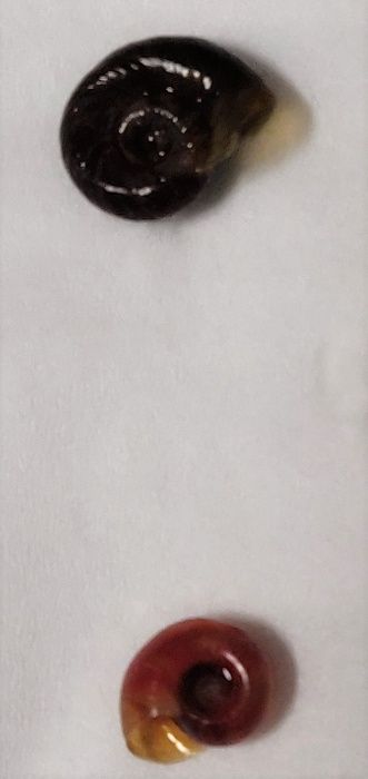 Caracóis Planorbis Corneus