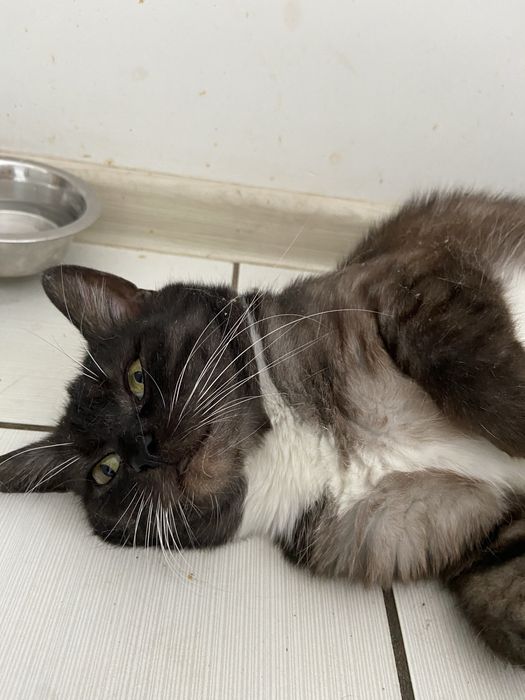 Шукаємо відповідальну сімʼю