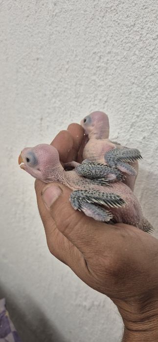 Aves criar a mão