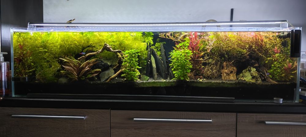 Rośliny akwarium, duże pakiety, tanio!