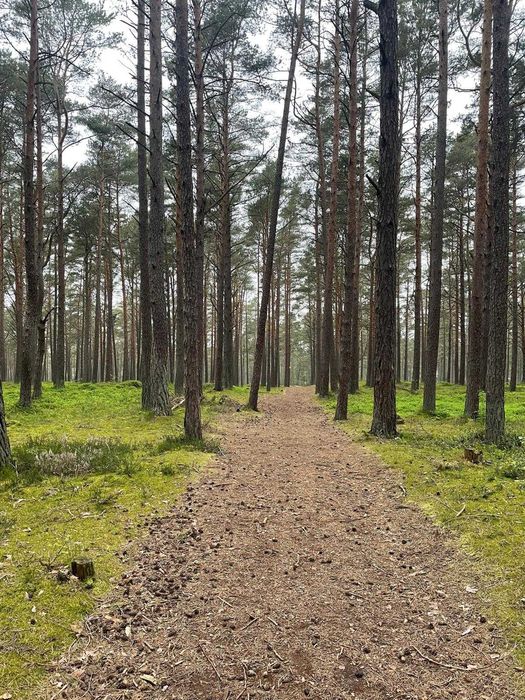 Domek z tarasem przy lesie sosnowym w Rowach 600 m do plaży