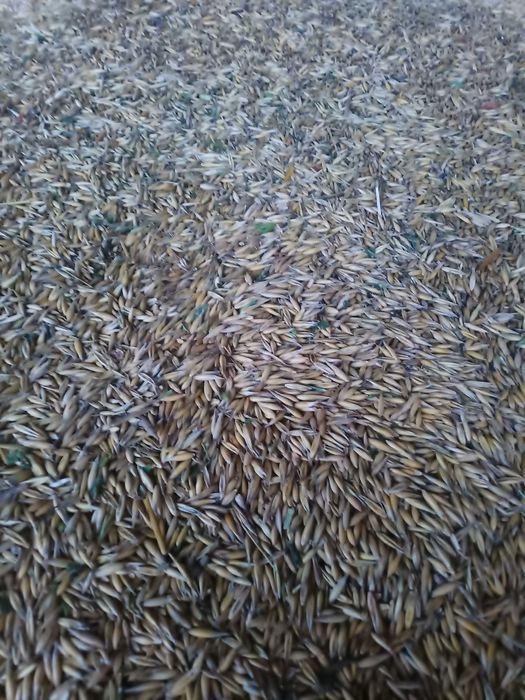 Owies ekologiczny suchy 2025