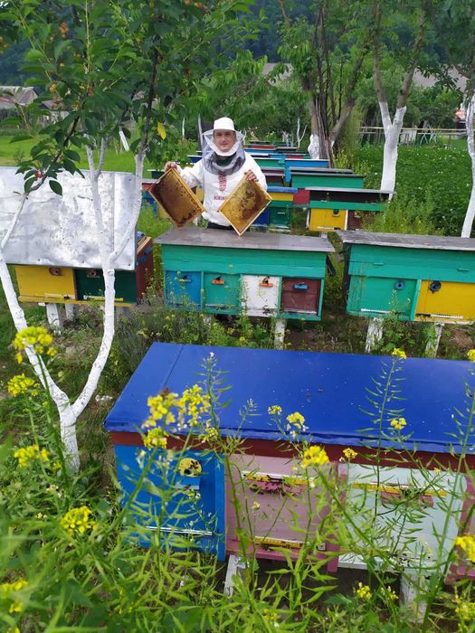 Бджолопакети 4 р розплоду