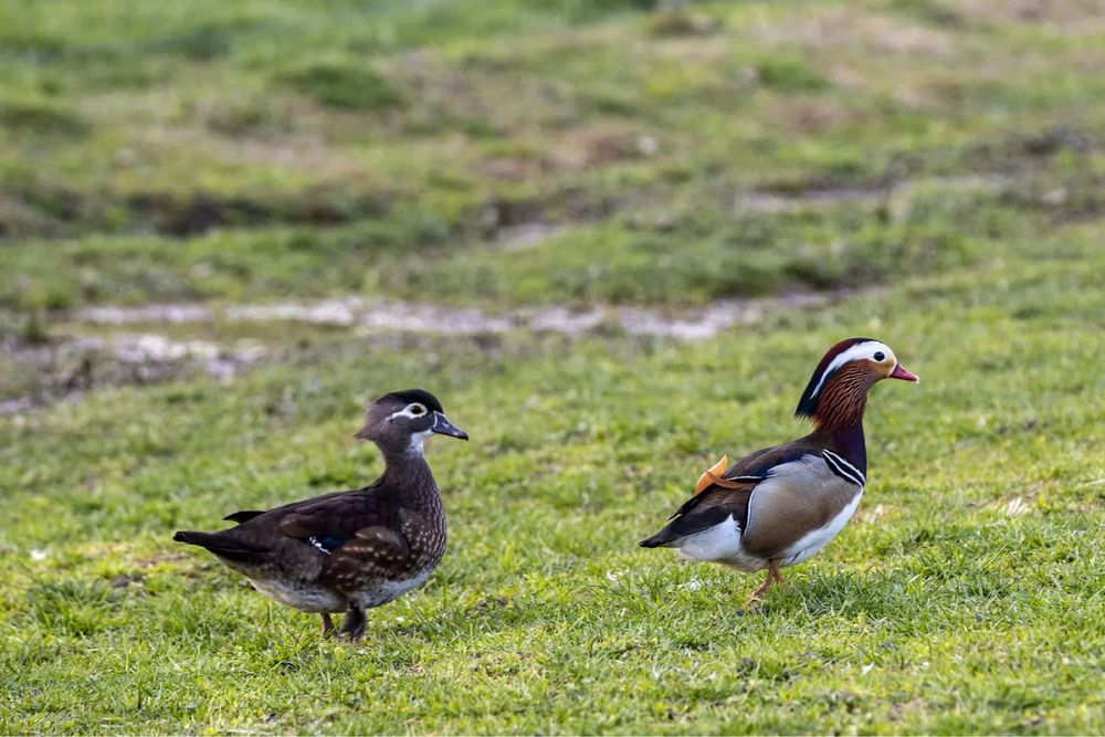 Patos mandarins novs