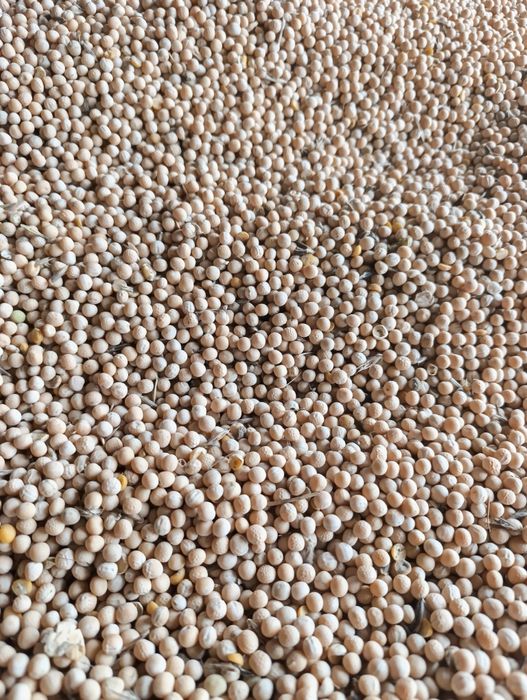 Groch  , groszek, peluszka, poplon, przedplon