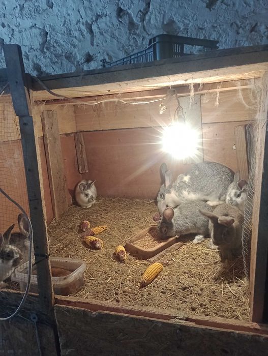 Króle króliki mieszańce