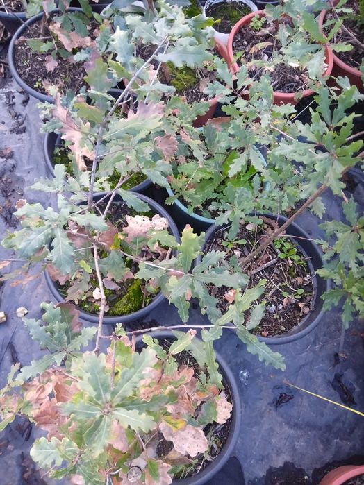 Azevinho (Ilex Aquifolium)