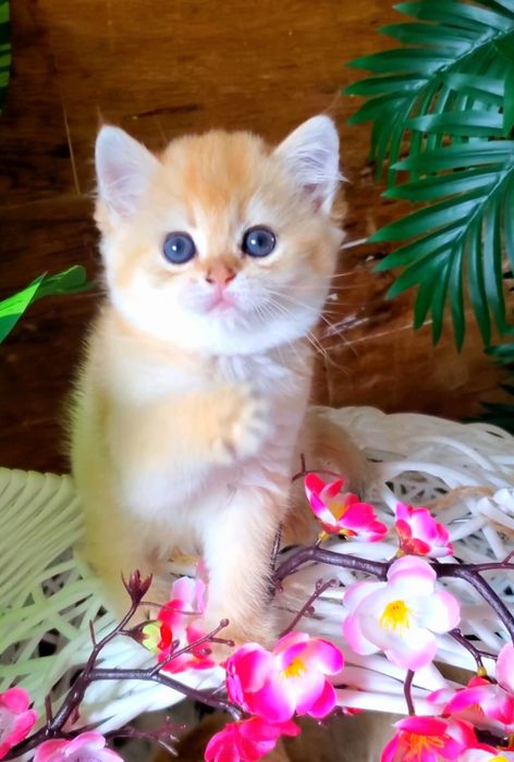 Нежные малыши. Ручные и ласковые котята золотая шиншилла.