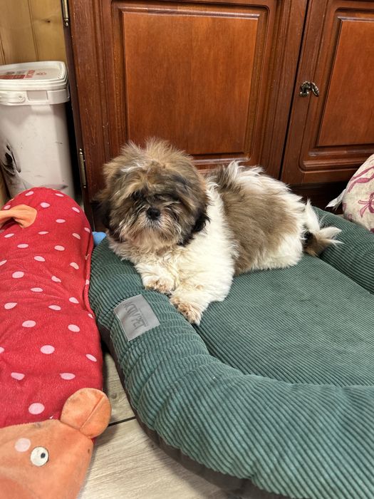 Chłopiec Shih Tzu z rodowodem szczeniak