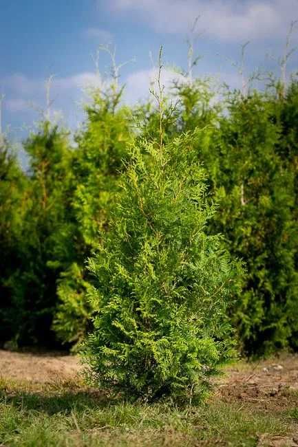 tuja brabant piękna sadzonka 80cm na żywopłot JESIENNA PROMOCJA!!!