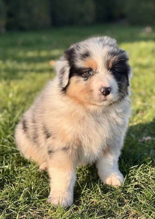 Owczarek Australijski, Aussie , piesek ZKwP