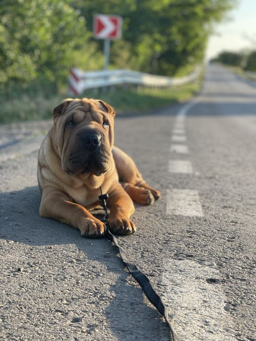 Вязка шарпея кабель