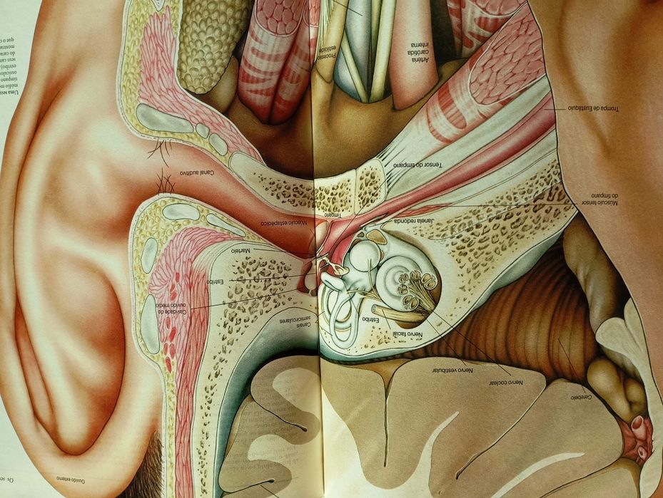 Enciclopédia do corpo humano