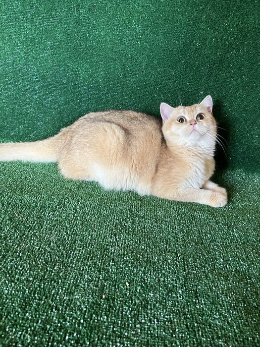 Британський котик золота шиншила BRI by 11