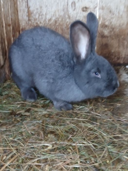 Продам  кроля та самку