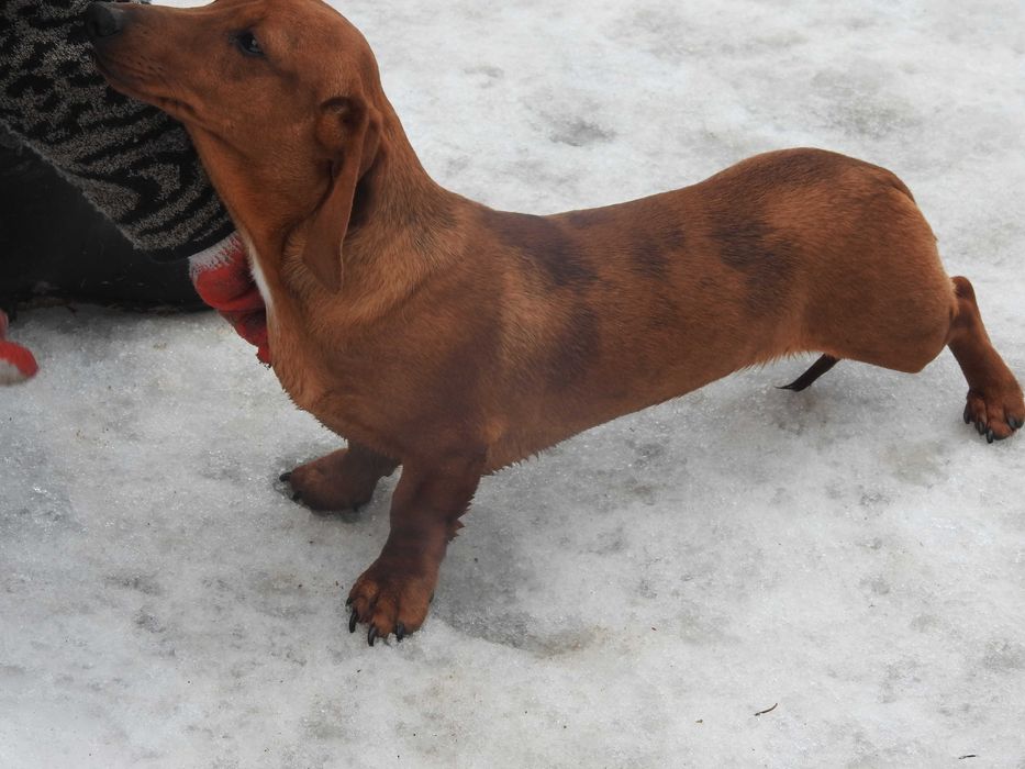 Jamnik krótkowłosy miniaturowy-rodowodowy