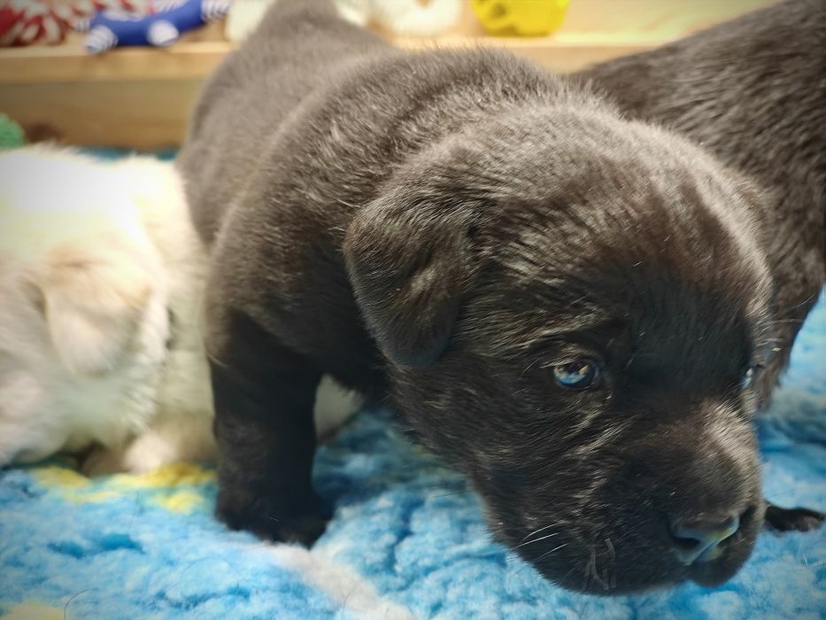 Labrador Retriever suczka