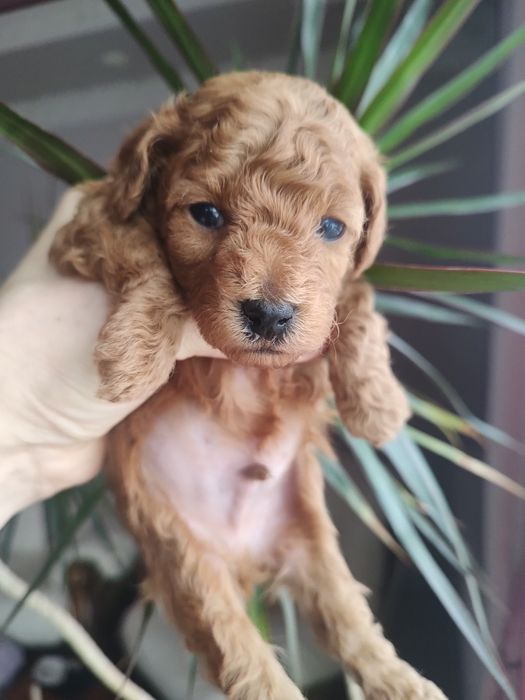 Той пудель дітки.