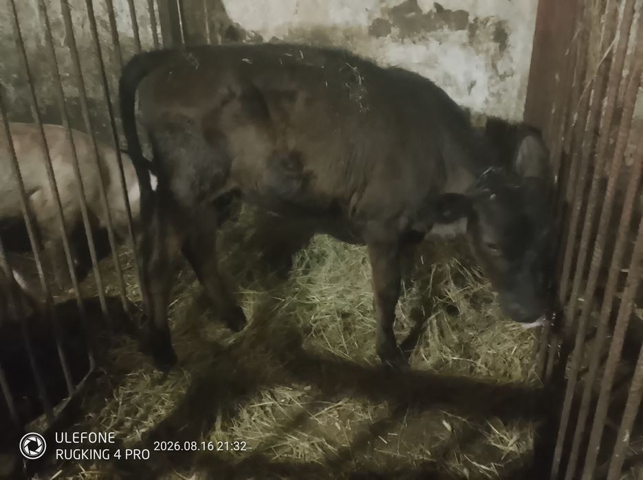 продам ялівку 5 з половиною місяці