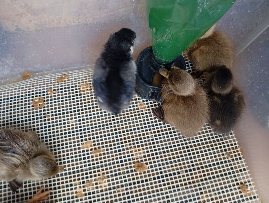 Patos reais  bebés