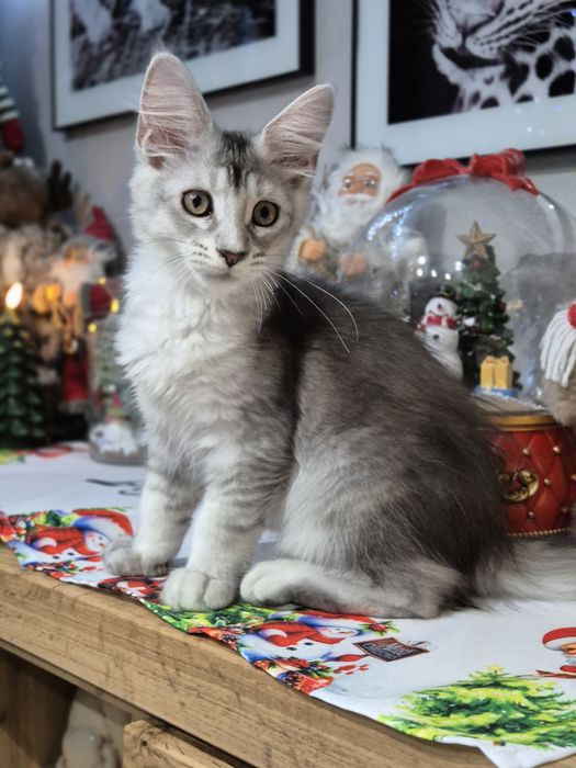 Cudna Nikita Maine Coon