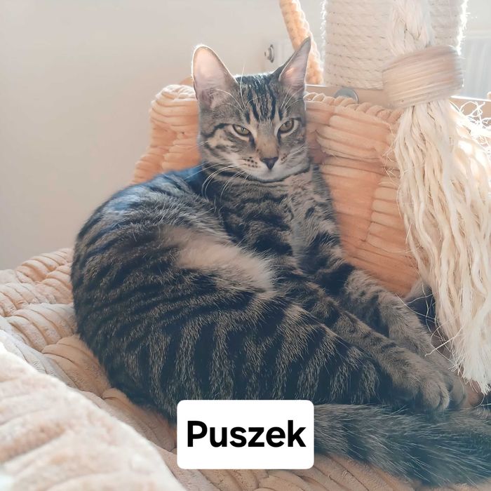 Młode koty szukają stałego domu - Trójmiasto i okolice