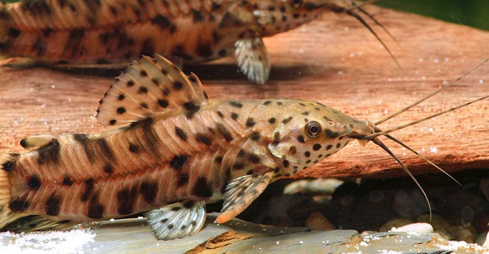 Kiryśnik czarnoplamy - Megalechis thoracata - dowóz, wysyłka