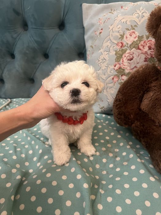 Продам щенков бишона