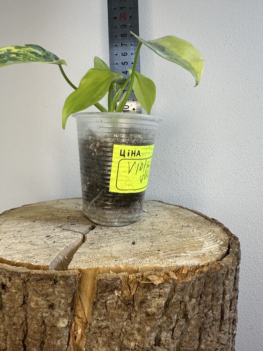 Філодендрон  Philodendron Violin var