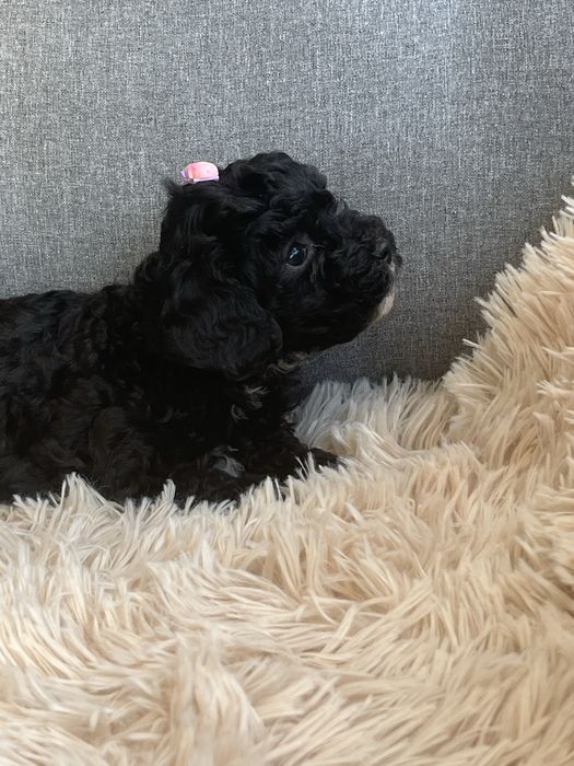 Maleńka suczka cavapoo gotowa do odbioru
