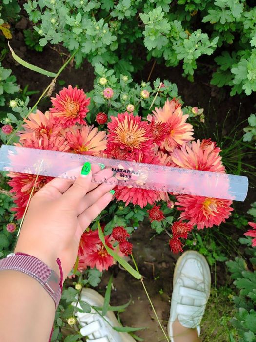 Хризантеми низькорослі шаровидні багаторічні різнокольорові