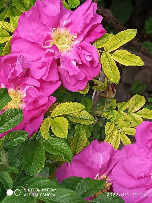 Варення з рожі (ругози)