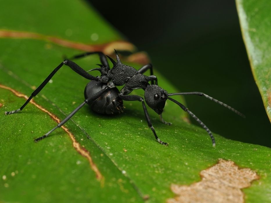 Мурахи Polyrhachis armata
