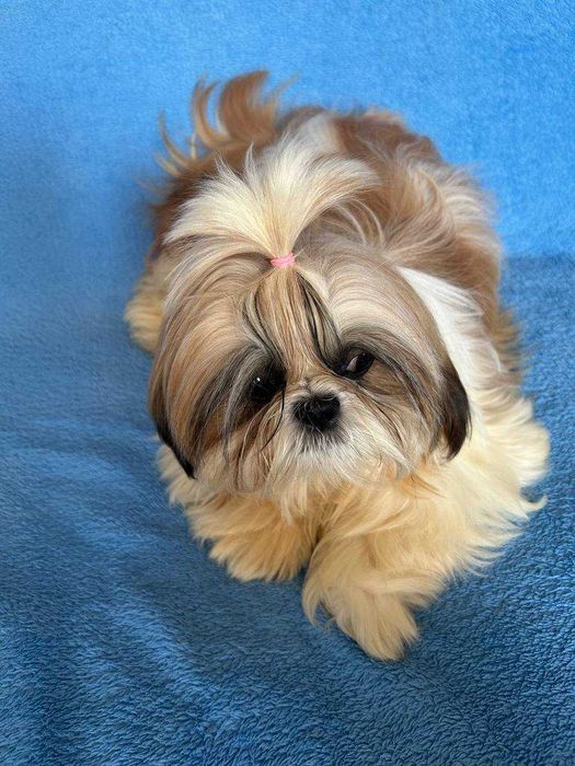 Неймовірна красуня ши тцу КСУ у найкращі ручки буде дрібненька