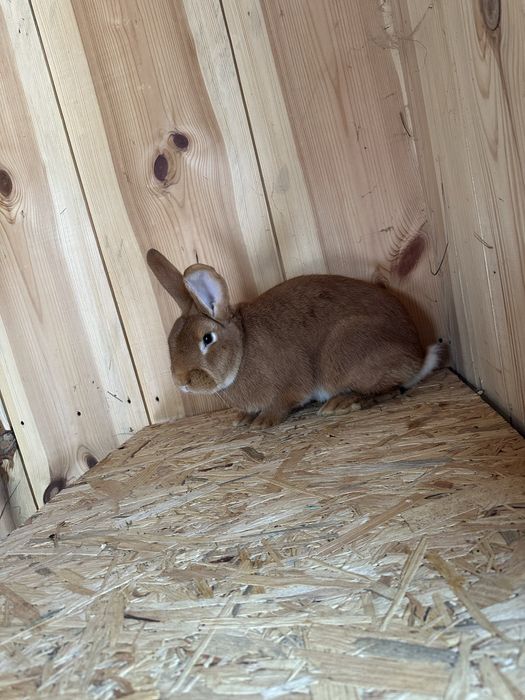 Król królik burgundzki