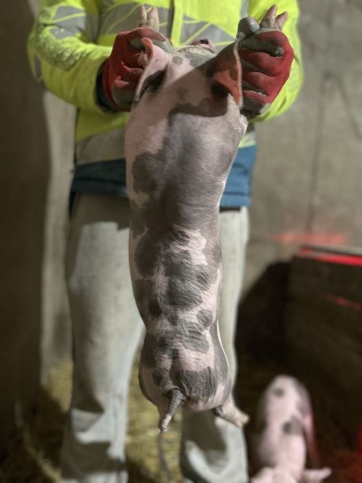 Продам поросята породи Петрен