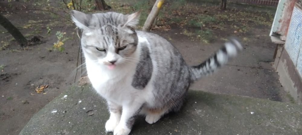 Киця шукає дім і родину