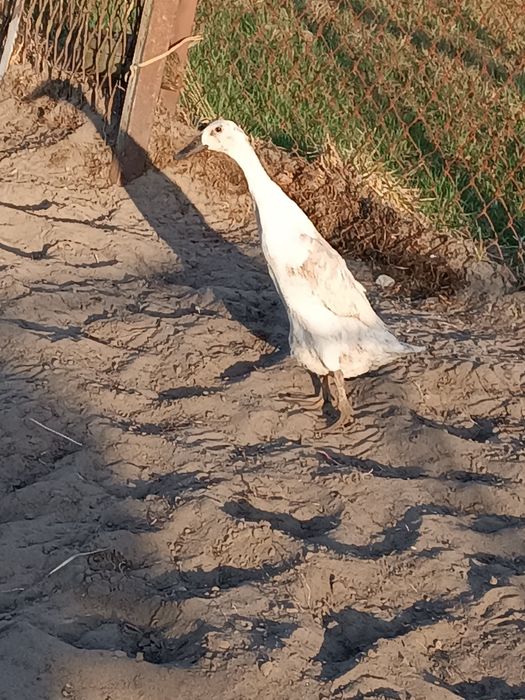Para kaczek  biegusów