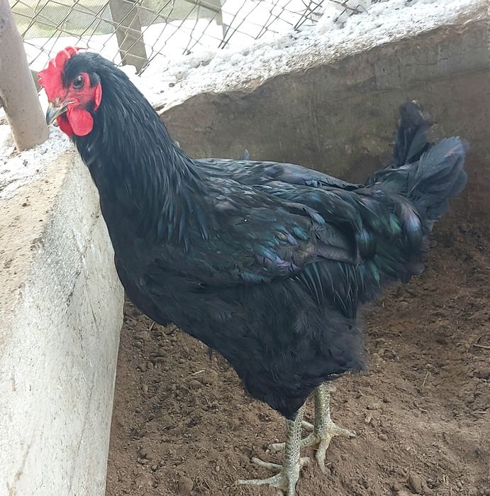 Джерсійський гігант півень