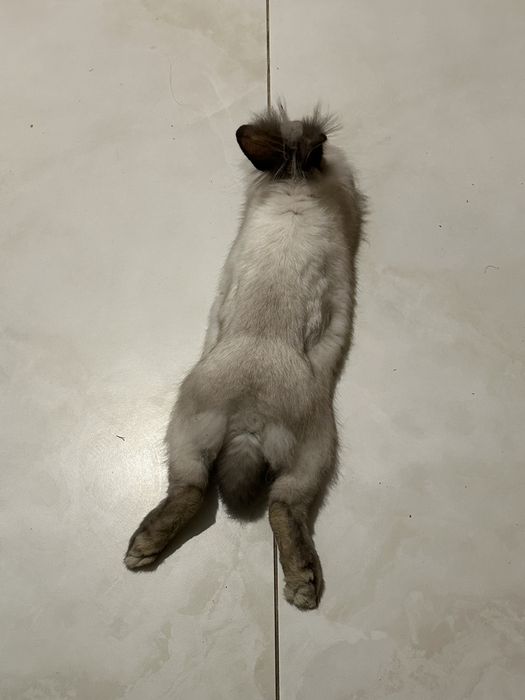 Кролик декоративний карликовий домашній