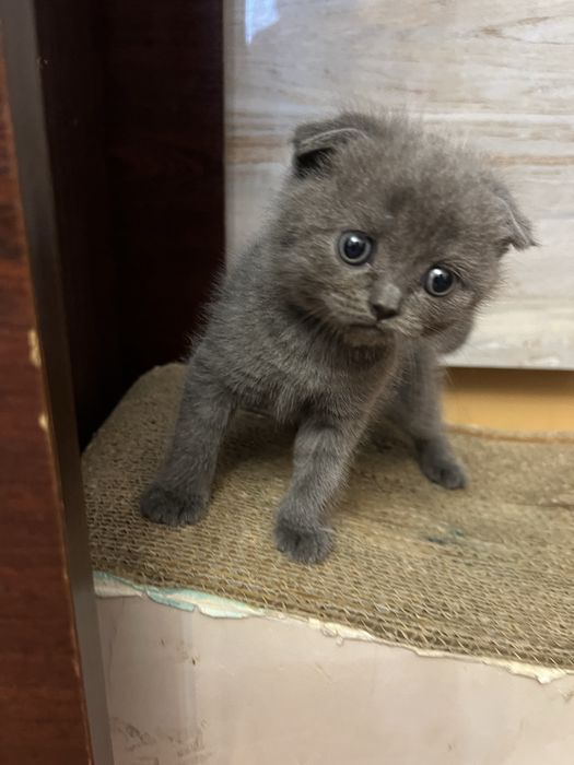 Шотландське вісловухе кошеня