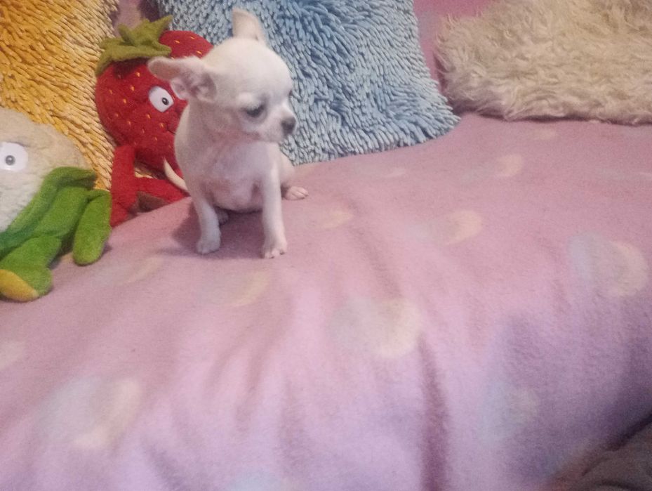 CHIHUAHUA -mini suczka