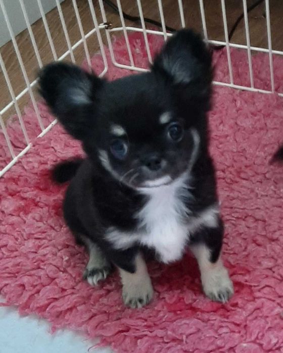 Chihuahua ZKwP fci  suczka czarna podpalana po ojcu z Tajlandi