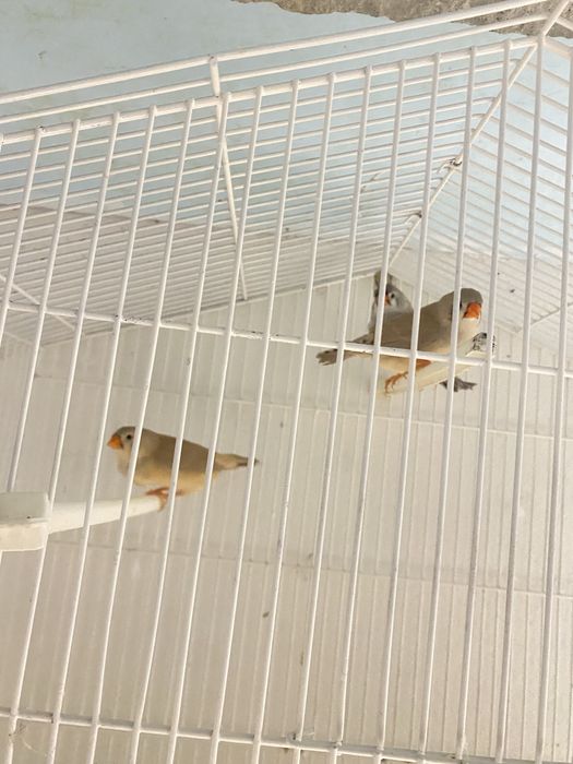 Mandarins de exposição